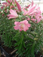 [4163 Tabledance Mak No01.JPG]